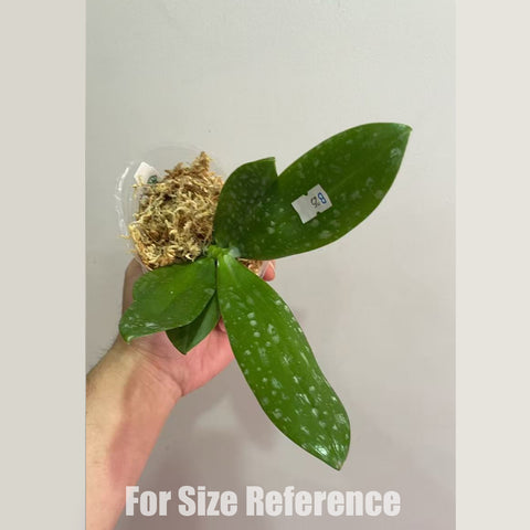 法爾。 tetraspis 'Blue' 藍色鐵爪