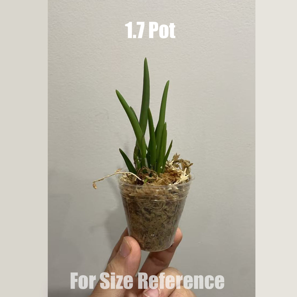 Bare-root] Leptotes bicolor 雙色棒葉蘭 [May in Stock] – Orchidmart