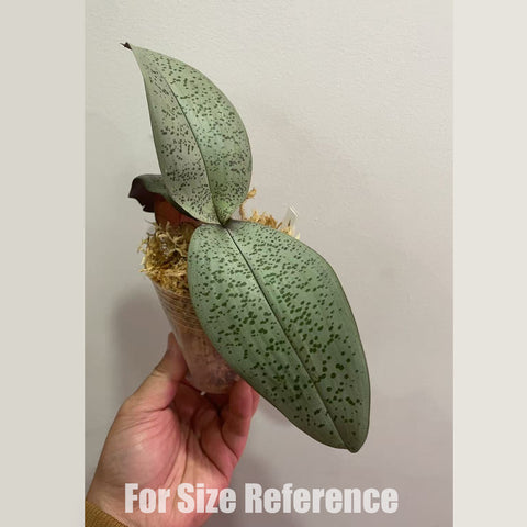 法爾。 schilleriana "MSH" 欣蕾莉 “MSH”
