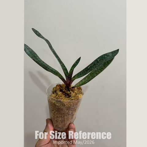 法爾。 speciosa "Mauve" 罩花蝴蝶“芋頭色”