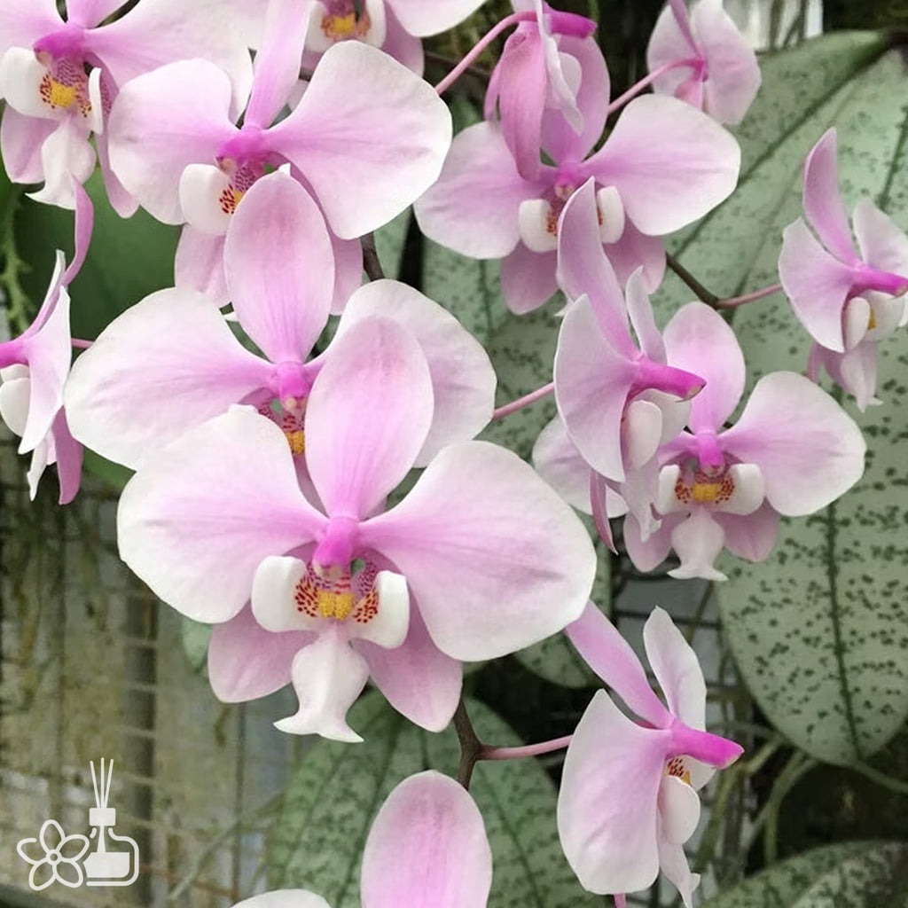 Other Orchids – Orchidmart