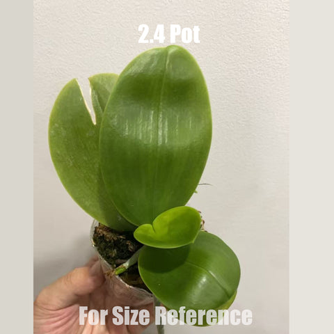 法爾。彌陀王子彌陀王子