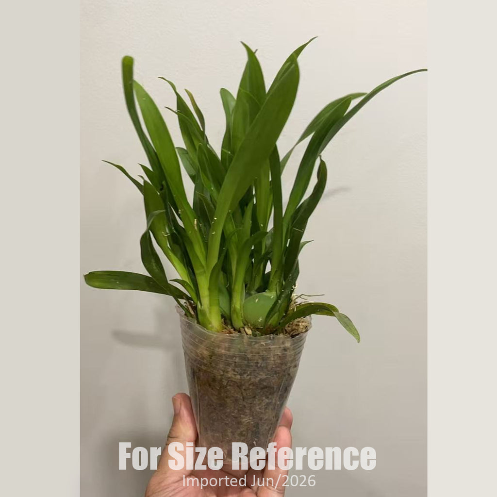 Bare-root] #Twinkle# Oncidium Twinkle 'yellow Bird' 夢香蘭黃鳥
