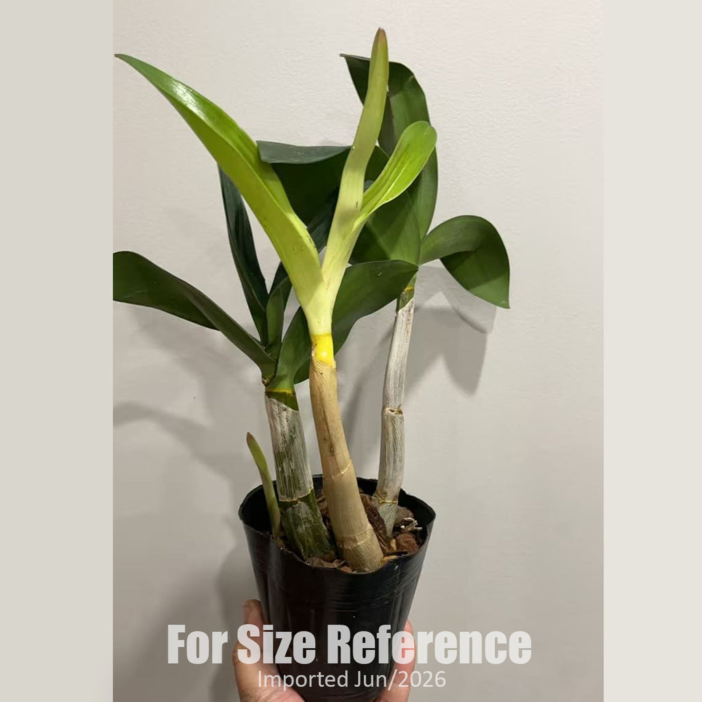 Bare-root] Dendrobium speciosum 'Golden Rain' [2.8