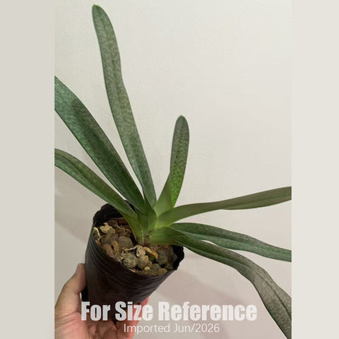 帕夫。 leucochilum × sib 尼克兄弟交