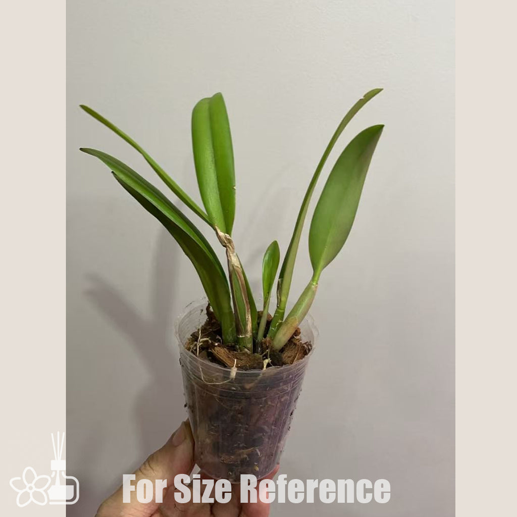 Bare-root] Lc Chian-Tzy Snow Crane 雪鶴 [Oct in stock] – Orchidmart