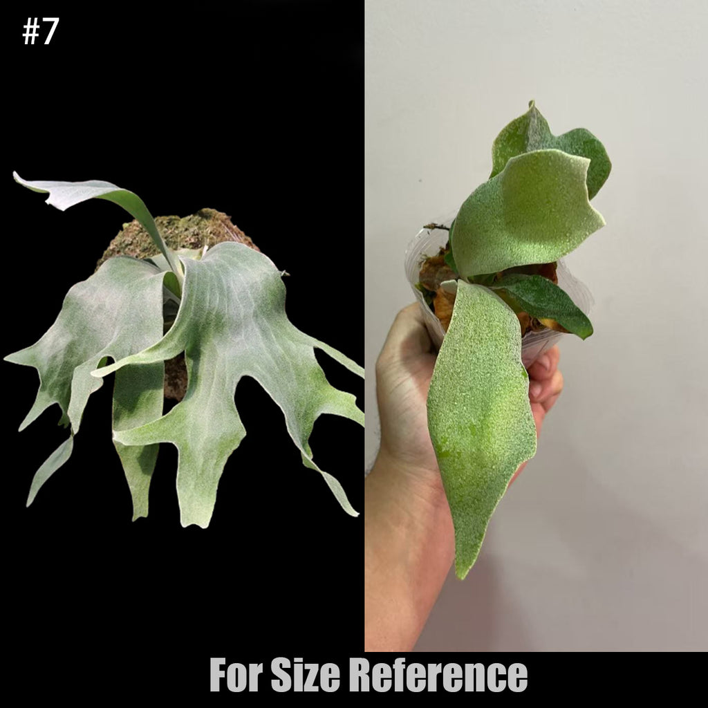 蕨 Rooted] Platy. Foongsiqi 'Geisha' 藝伎鹿角蕨 [March In stock