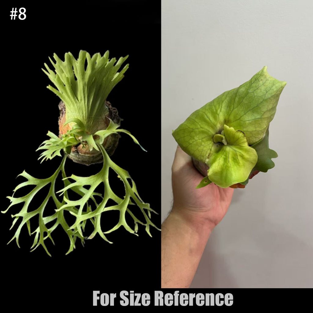 Bare-root]Platy. coronarium 'Thin Thin' 小精靈皇冠鹿角蕨 [In stock