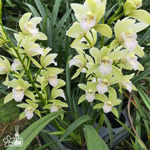 Cym. Sweet Heart × Murasakigenji 翠玉香蘭