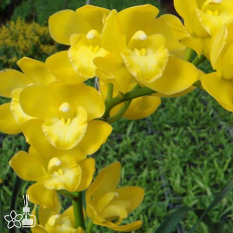 Cym. Kusuda Fantasy '黃袍金香'