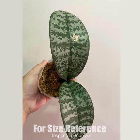 法爾。 schilleriana "MSH" 欣蕾莉 “MSH”