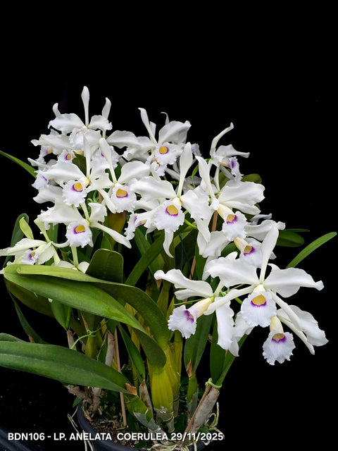 C. purpurata var. anelata coerulea