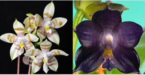 Phal. (Gelblieber x speciosa) x Mituo Purple Dragon 'Blue Whale'