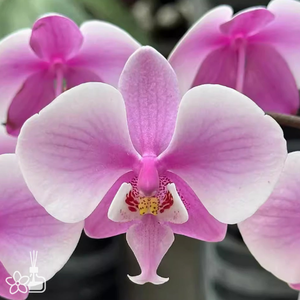 Bare-rooted]Phal. schilleriana “silver leaf& veined ” 銀葉脉纹西