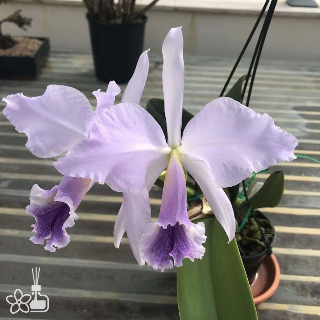 Bare-root]Cattleya jenmanii f. coerulea x sib 藍傑瑪尼 [March