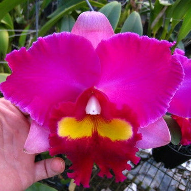 Rlc. Elegant Dancer
