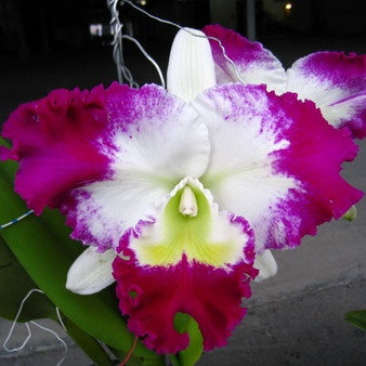 C. White Spark