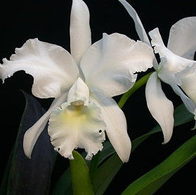 C. jenmanii f. alba Fuchs Snow FCC/AOS
