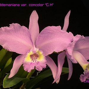 C. lueddemanniana f. concolor x sib - square crop