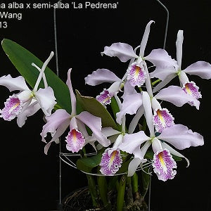 C. maxima f. semialba 'La Pedrena' - square crop