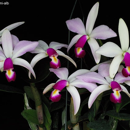 C. violacea f. semialba flamea - square crop