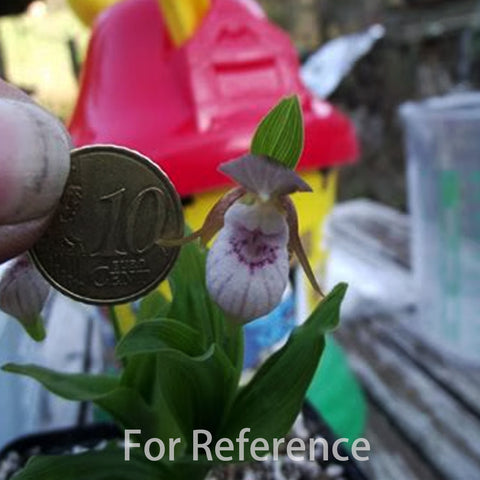 Cypripedium plectrochilum 離萼杓蘭(Dormant)