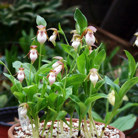 Cypripedium plectrochilum 離萼杓蘭(Dormant)