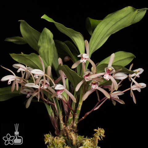 Cymbidium lancifolium 兔耳蘭
