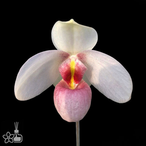 Paph. Fendai 粉黛