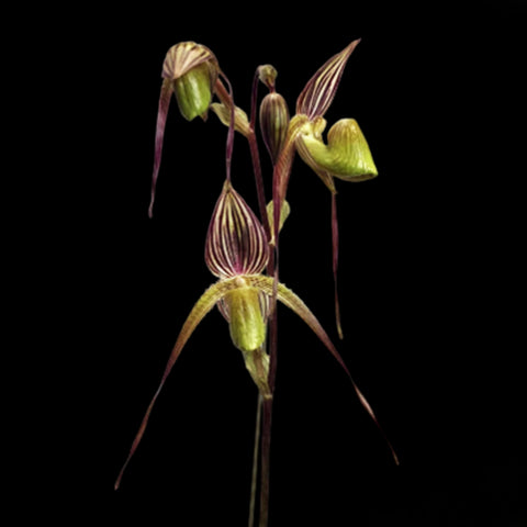 法爾。 speciosa "Mauve" 罩花蝴蝶“芋頭色”