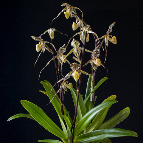 法爾。 speciosa "Mauve" 罩花蝴蝶“芋頭色”