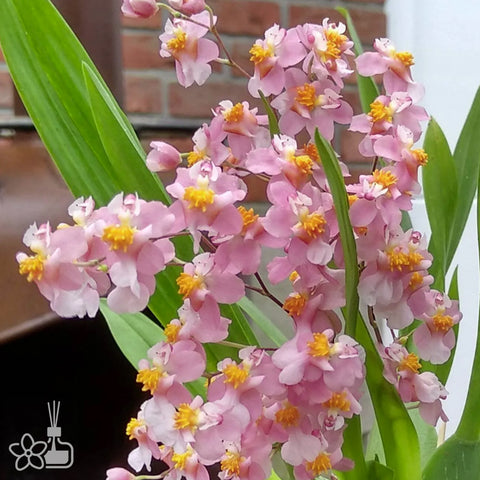 Onc.Tsiku Maguerit ‘Chian-Tzy Glory’ 榮耀