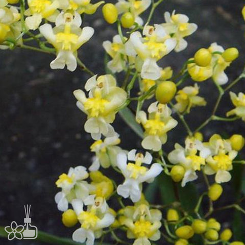 Onc.Chian-Tzy Chiou-Pin ‘Chian-Tzy Yangtze’. 江南春