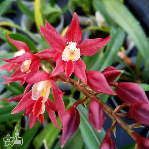 Rden. Woon Leng’s Red Gem‘Chian-Tzy heart’. 紅寶石