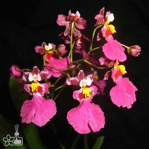 Onc.Kutoo CT-Little Cherry 小櫻桃