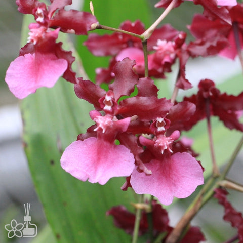 Onc.Sharry Baby ‘Ruby Doll’ 小紅莓