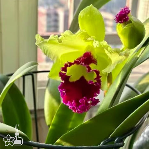 Blc Beauty Girl ‘C U Kova’ 酷娃