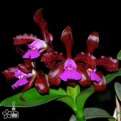Laeliocattleya Susana x Speciosisima