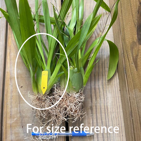 Onc.Chian-Tzy Chiou-Pin ‘Chian-Tzy Yangtze’. 江南春