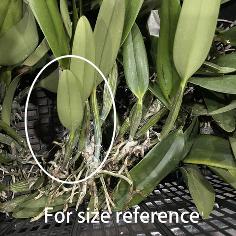 Laeliocattleya Susana x Speciosisima