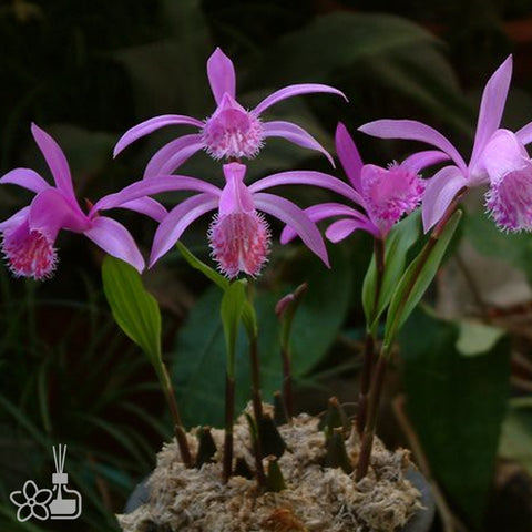 Pleione hybrid 紫花獨蒜蘭(Dormant)