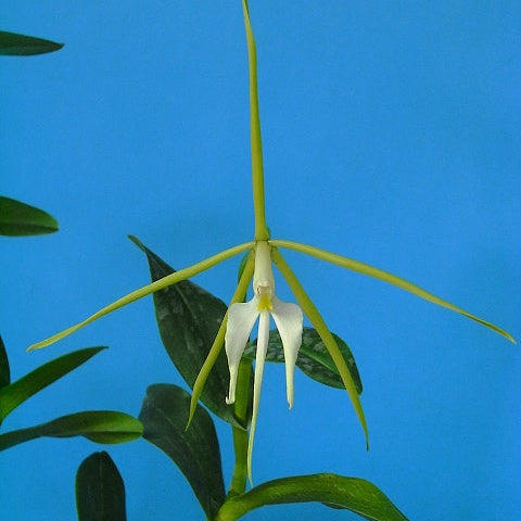 Epi. nocturnum