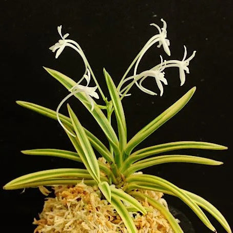 V. falcata gojoufukurin