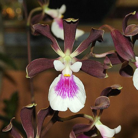 Enc. Shinfong Smile