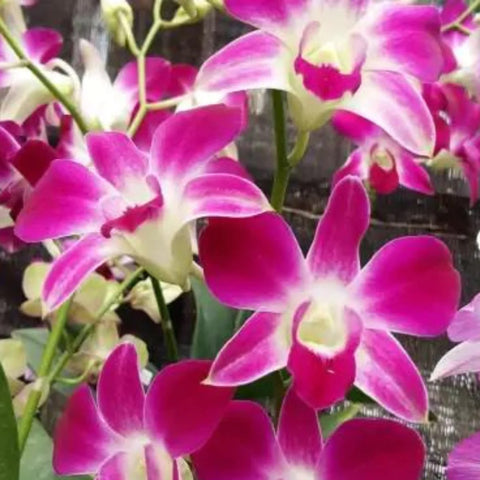 Den.Earsakul 伊爾