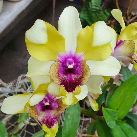 Den.Nopporn Star Bright #1529 星光