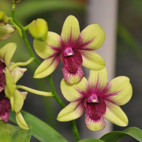 Den.Burana Green Star 綠星