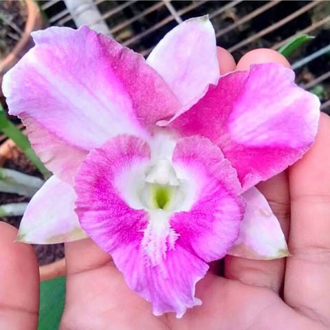 Den.Dragon Pink 粉龍