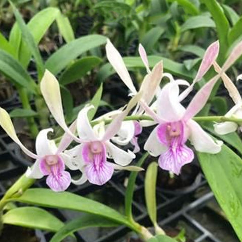 Den.Rabbit 白兔羚羊