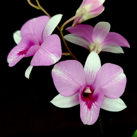 Den.Two Tone Pink 雙色粉
